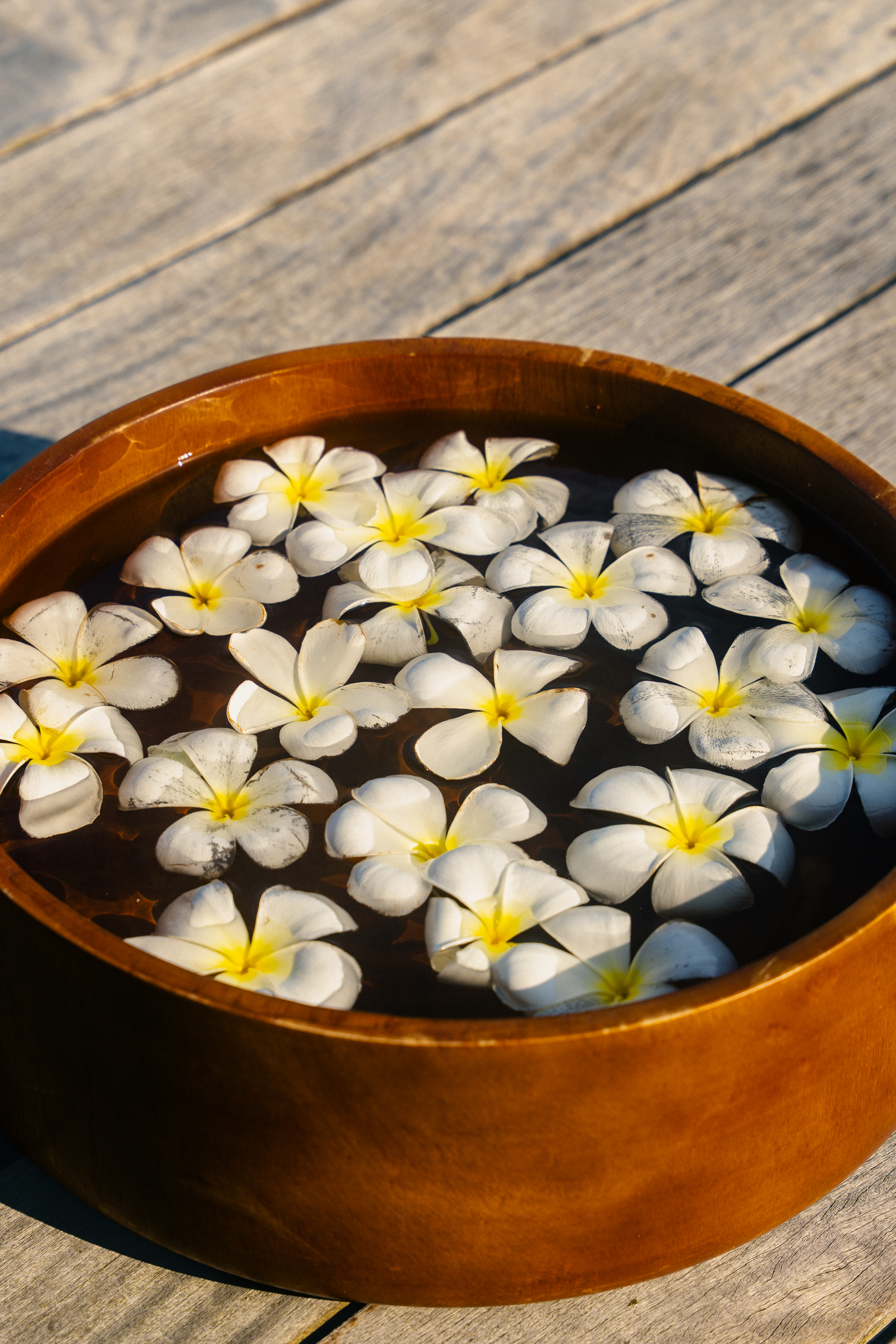 Floating Frangipani